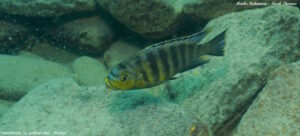 Petrotilapia sp. 'yellow chin' Arten